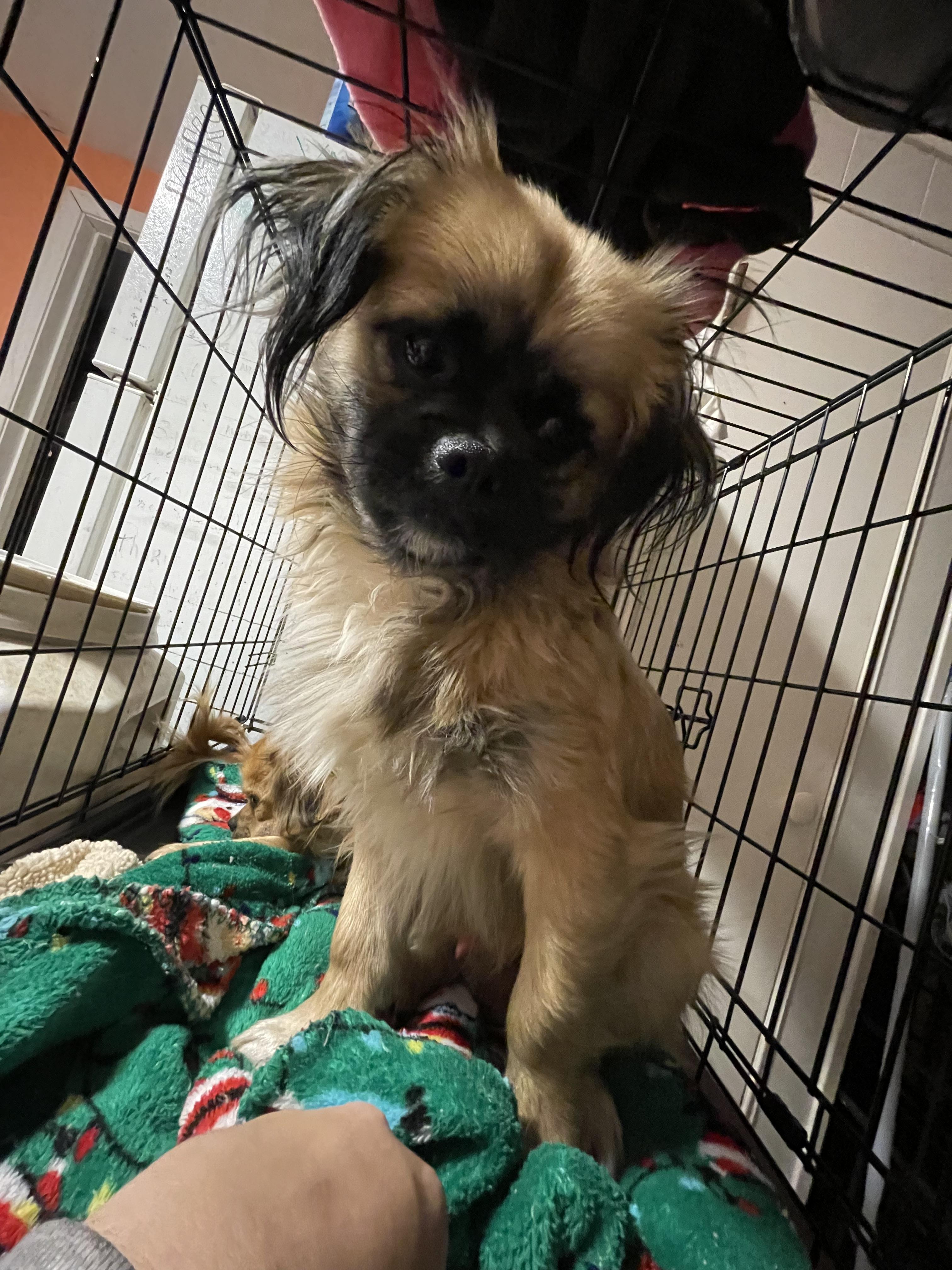 Acorn, Adopted, Young Male Tibetan Spaniel.