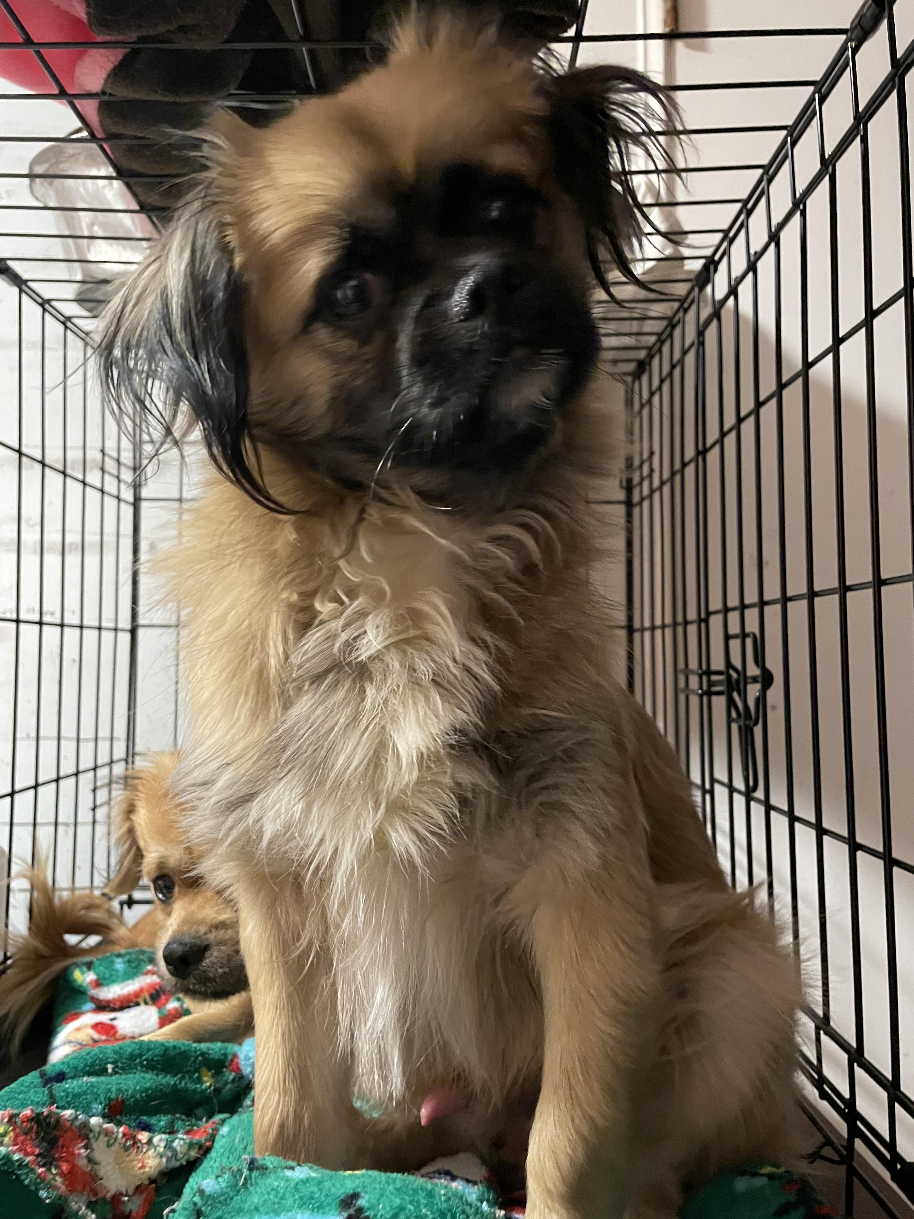 Enlarge Acorn, a Adopted Tibetan Spaniel in Oak Ridge, TN image 3/6
