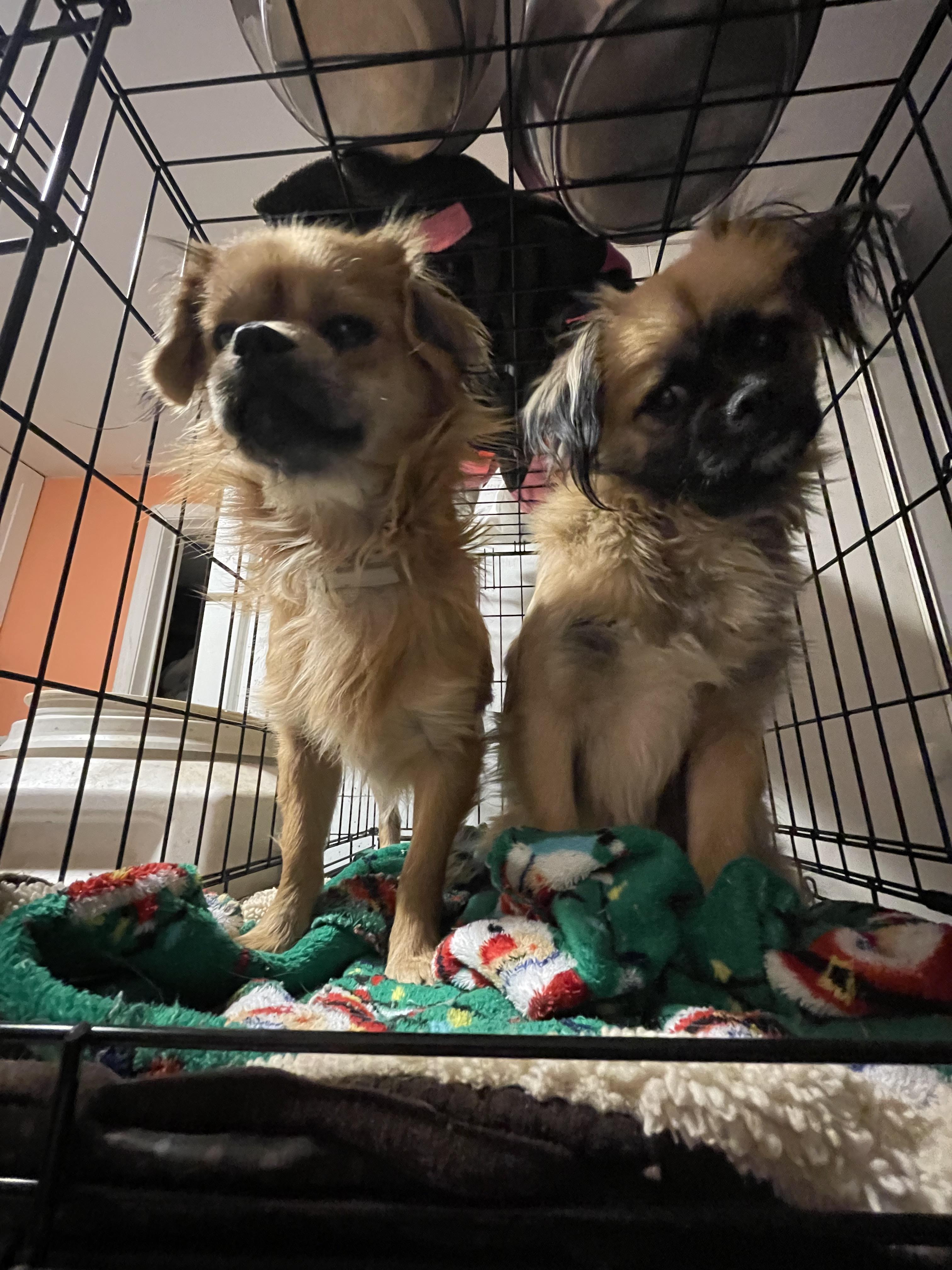 Enlarge Acorn, a Adopted Tibetan Spaniel in Oak Ridge, TN image 4/6