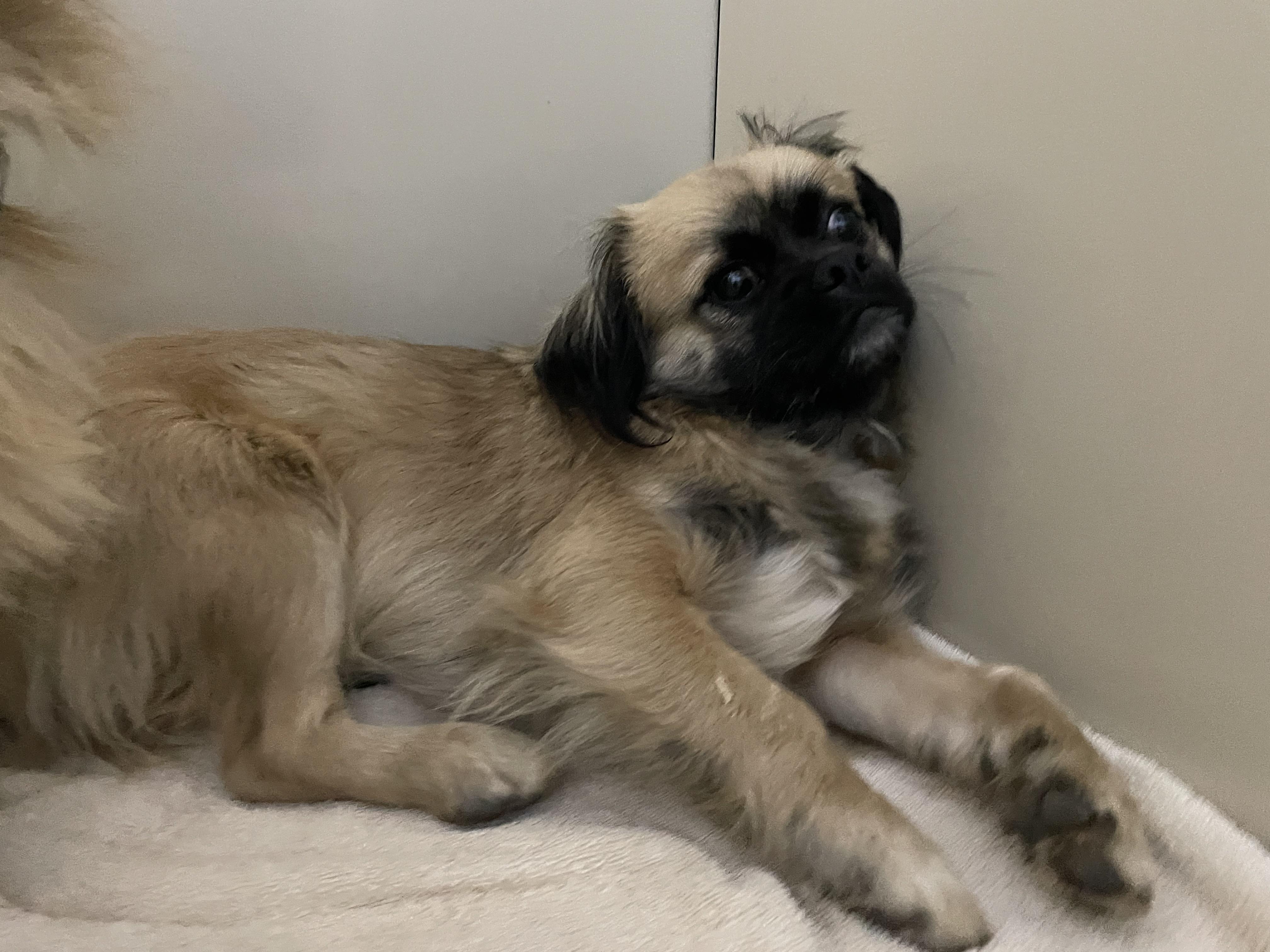 Enlarge Acorn, a Adopted Tibetan Spaniel in Oak Ridge, TN image 5/6