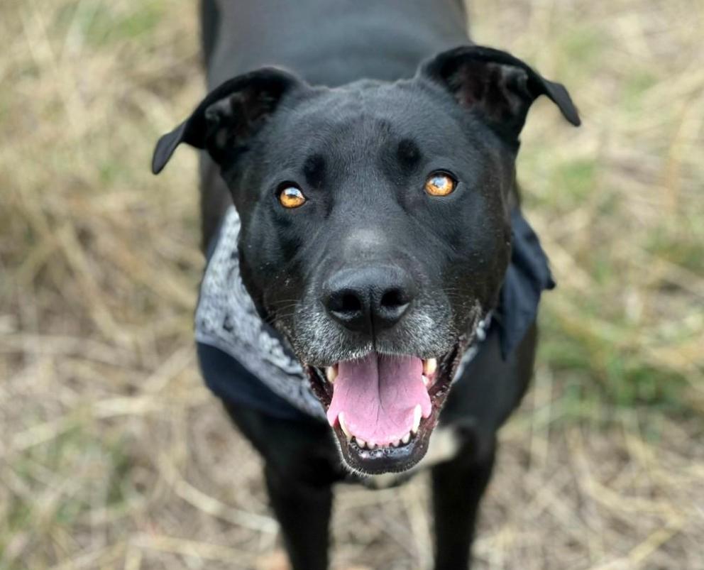 Tank - I know commands! I'm smart, lucky and have a one of a kind back story.