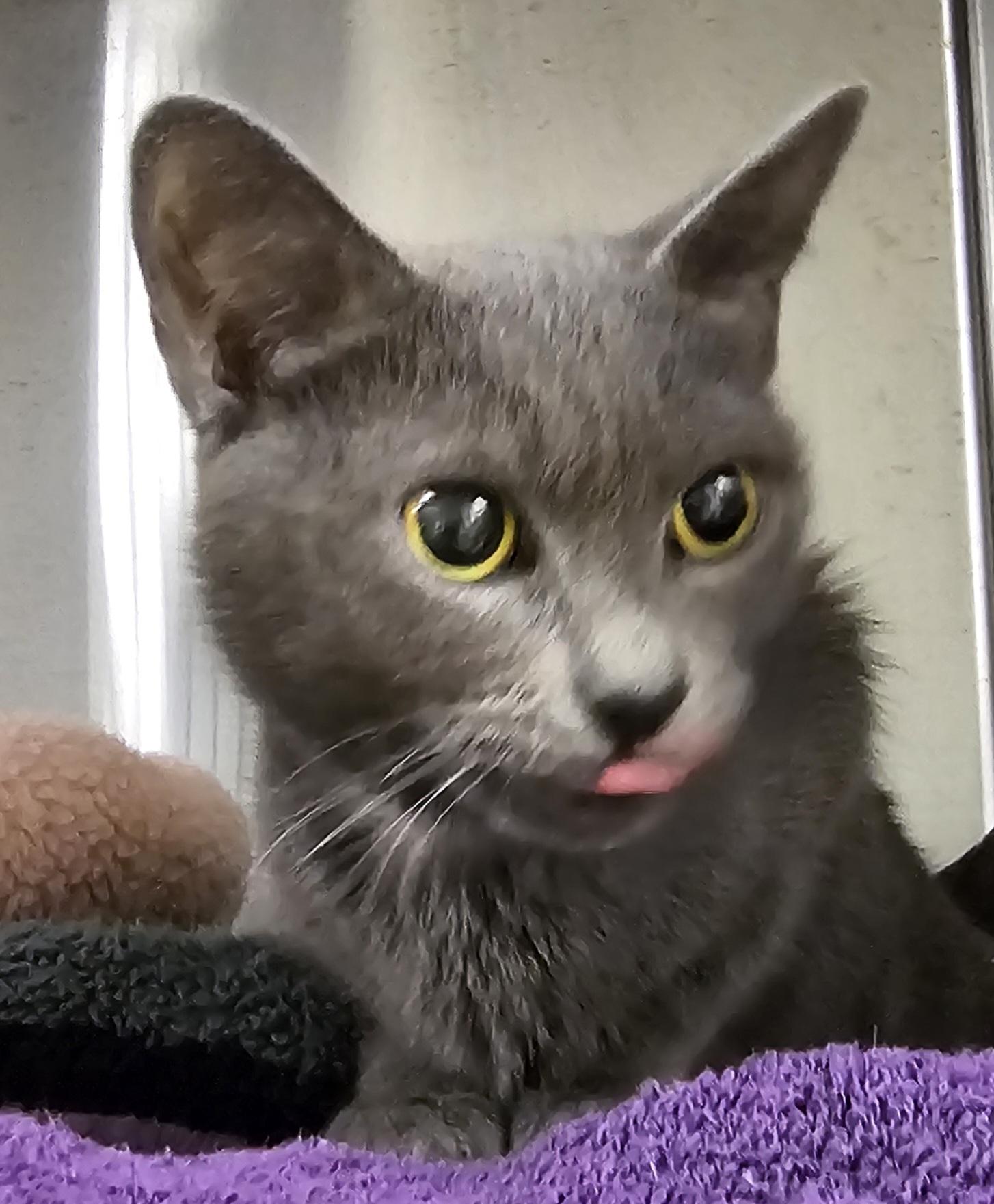 Enlarge Nova, a Adoptable Domestic Short Hair in Stratford, CT image 2/2