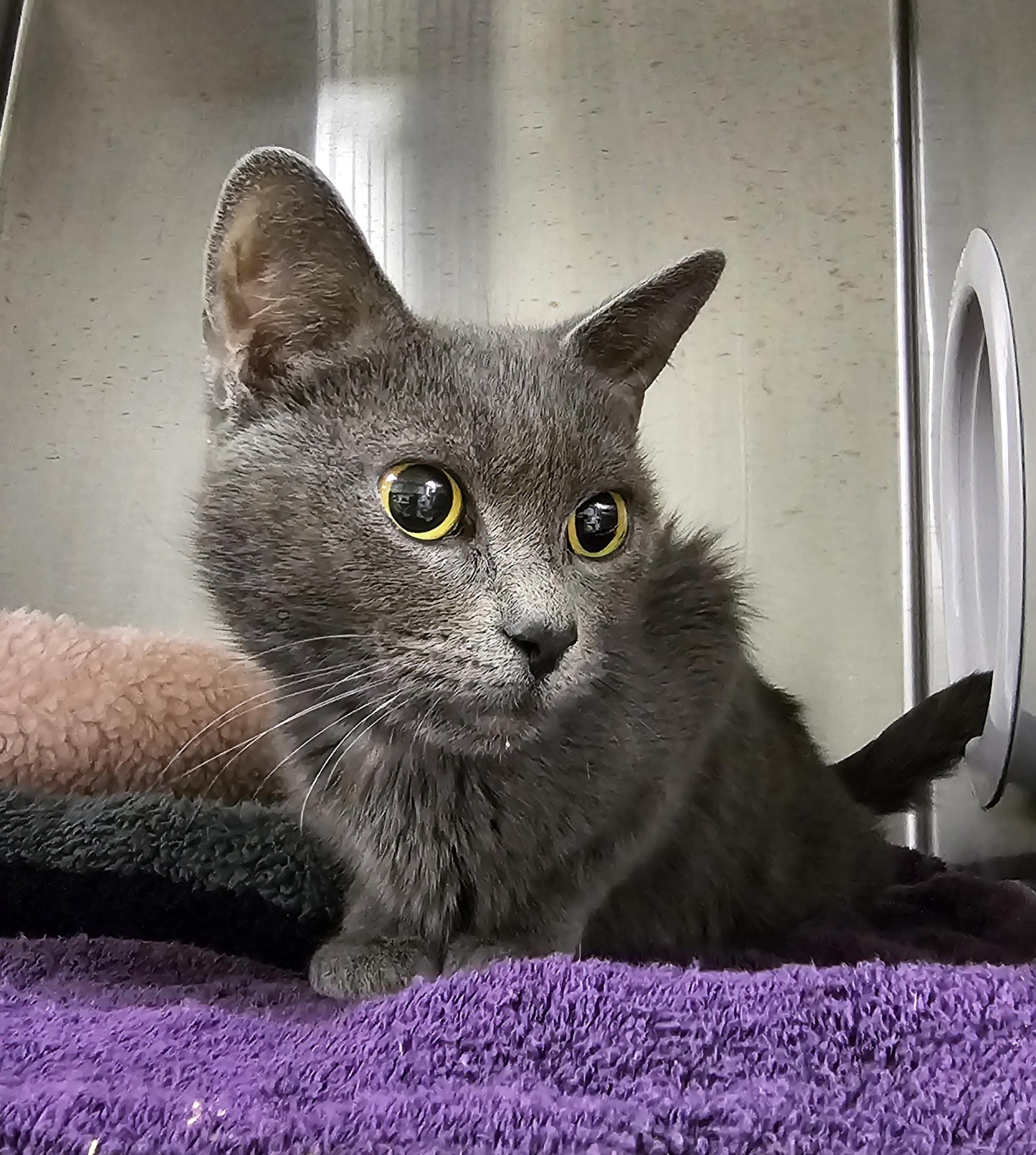 Nova, Adoptable, Young Female Domestic Short Hair.