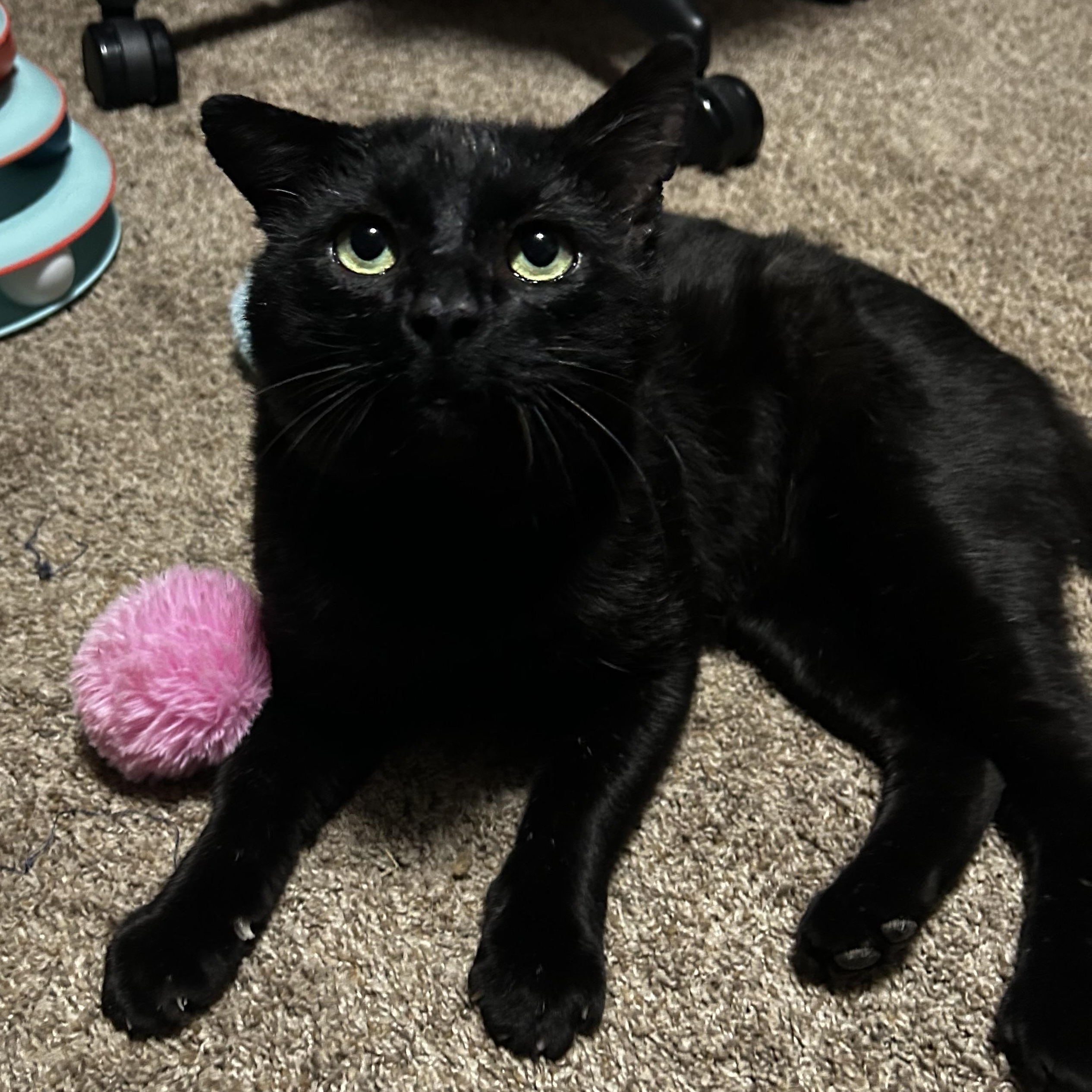 Enlarge Tom Cat aka Apollo, a Adoptable Domestic Short Hair in FITCHBURG, MA image 1/6