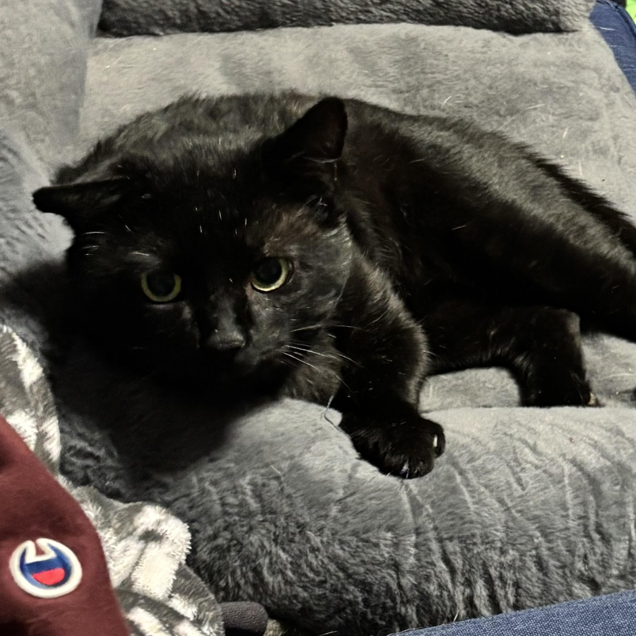 Enlarge Tom Cat aka Apollo, a Adoptable Domestic Short Hair in FITCHBURG, MA image 2/6