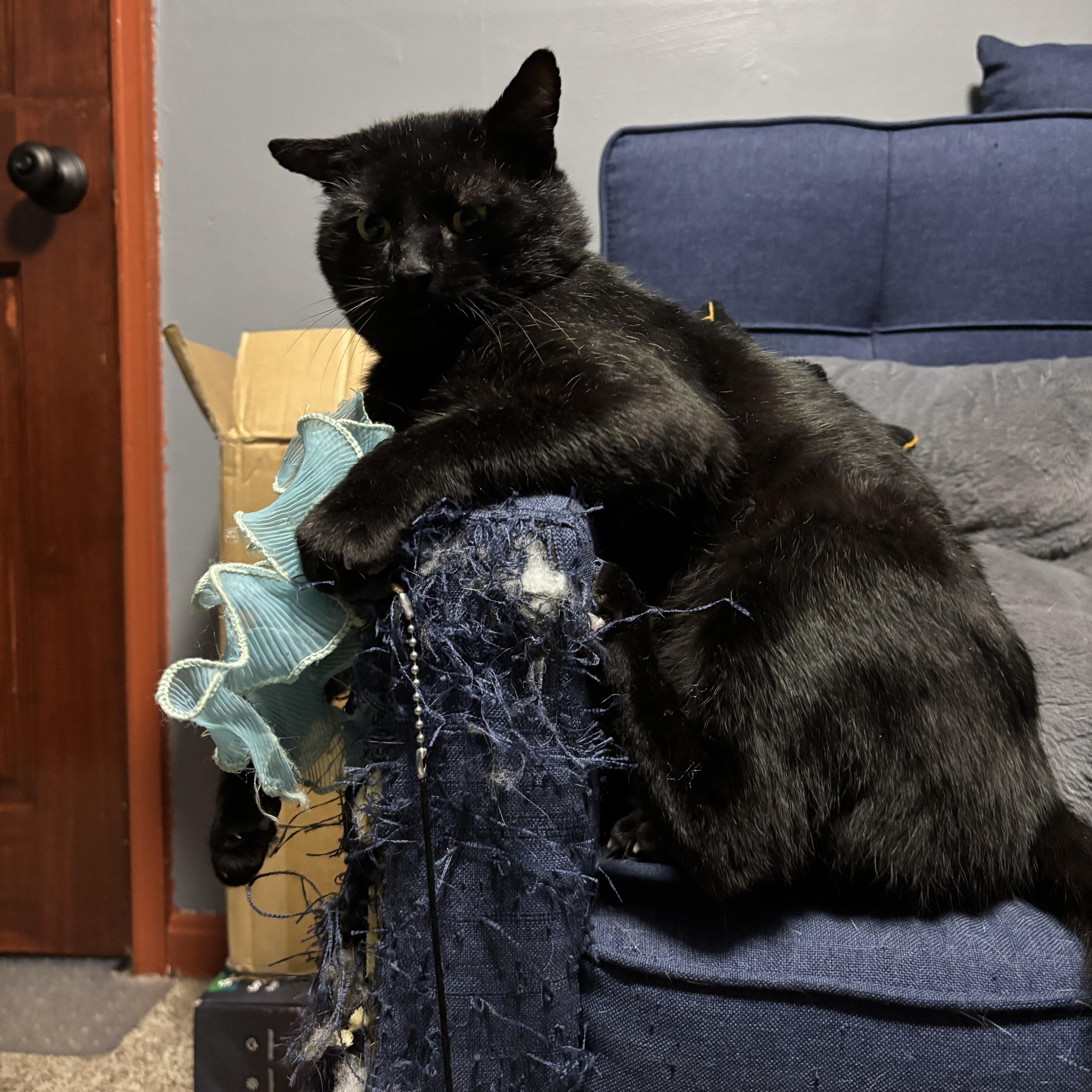 Enlarge Tom Cat aka Apollo, a Adoptable Domestic Short Hair in FITCHBURG, MA image 3/6