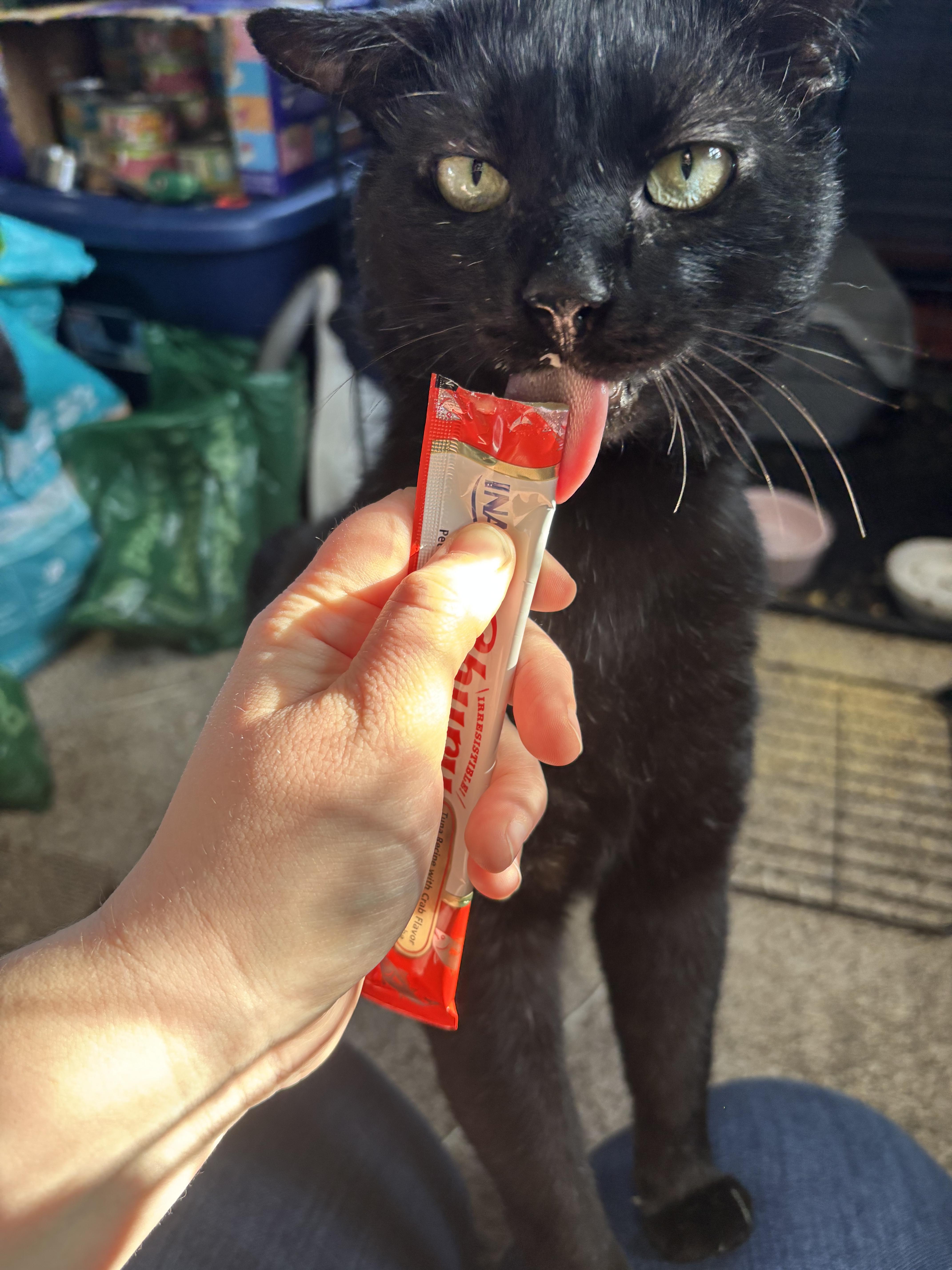 Enlarge Tom Cat aka Apollo, a Adoptable Domestic Short Hair in FITCHBURG, MA image 6/6
