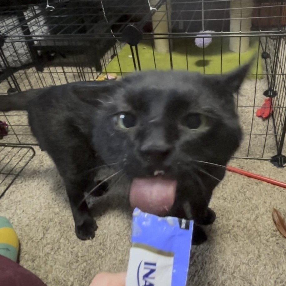 Enlarge Tom Cat aka Apollo, a Adoptable Domestic Short Hair in FITCHBURG, MA image 4/6