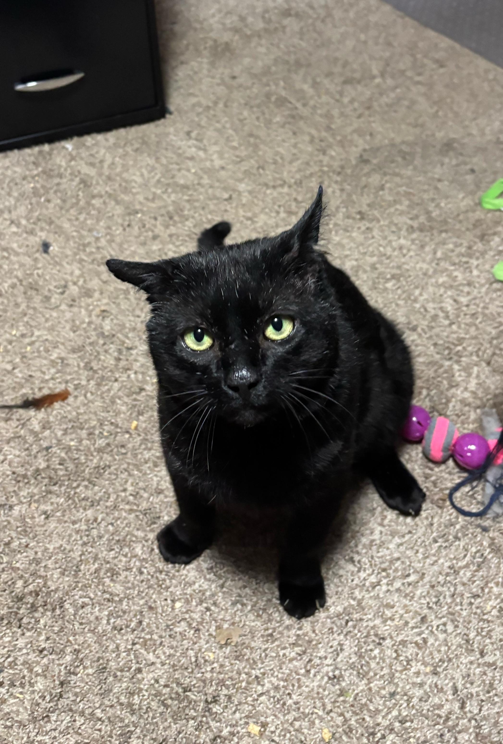 Enlarge Tom Cat aka Apollo, a Adoptable Domestic Short Hair in FITCHBURG, MA image 1/6