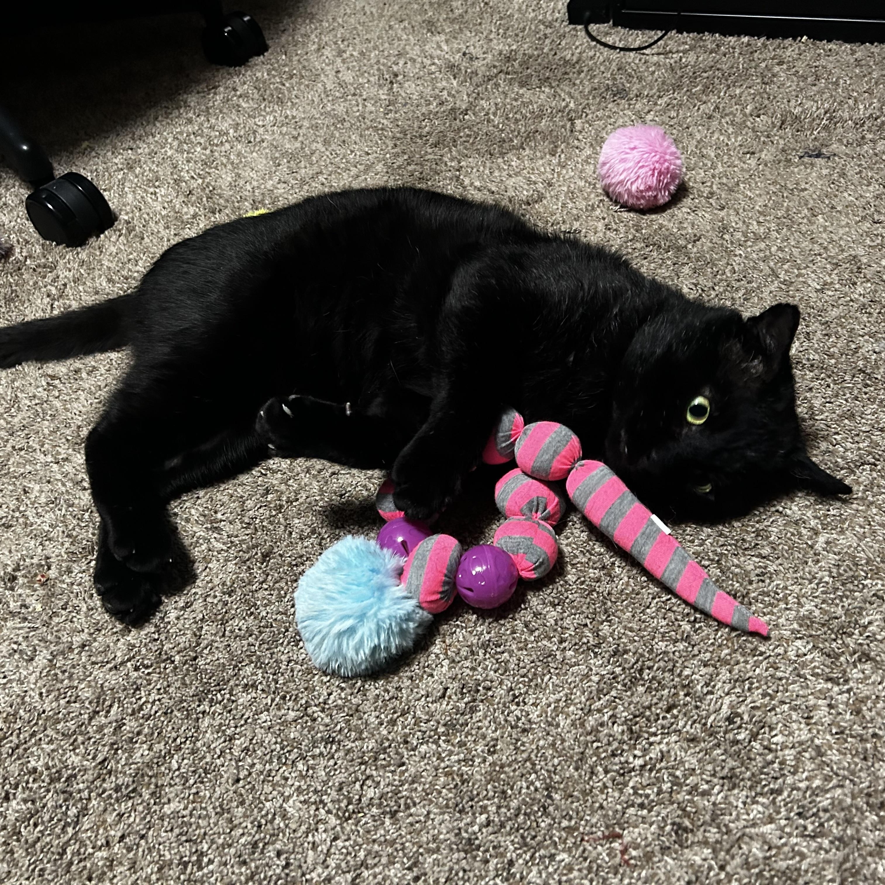 Enlarge Tom Cat aka Apollo, a Adoptable Domestic Short Hair in FITCHBURG, MA image 5/6