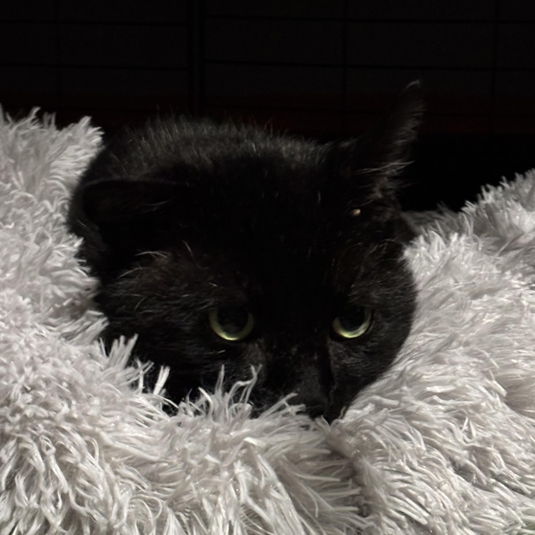 Enlarge Tom Cat aka Apollo, a Adoptable Domestic Short Hair in FITCHBURG, MA image 6/6