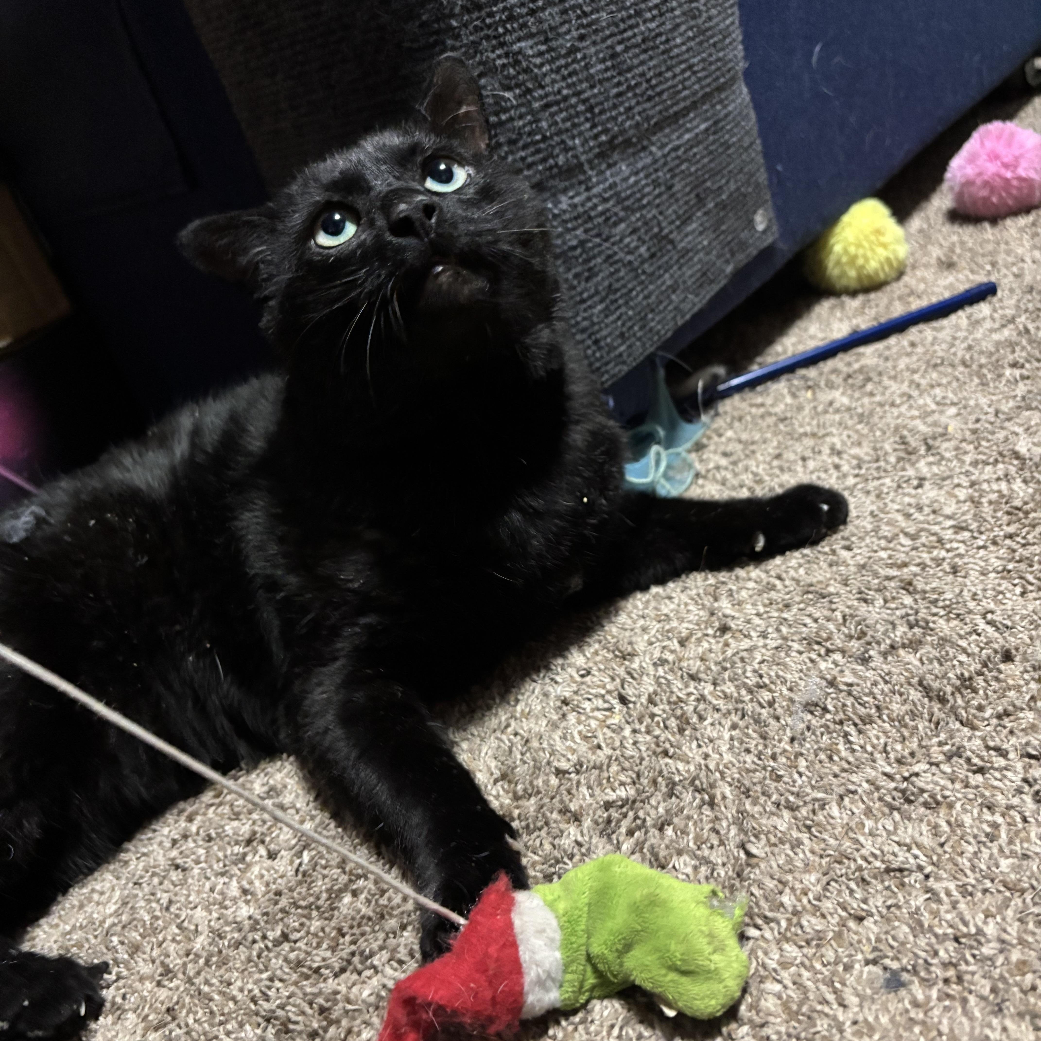 Enlarge Tom Cat aka Apollo, a Adoptable Domestic Short Hair in FITCHBURG, MA image 2/6