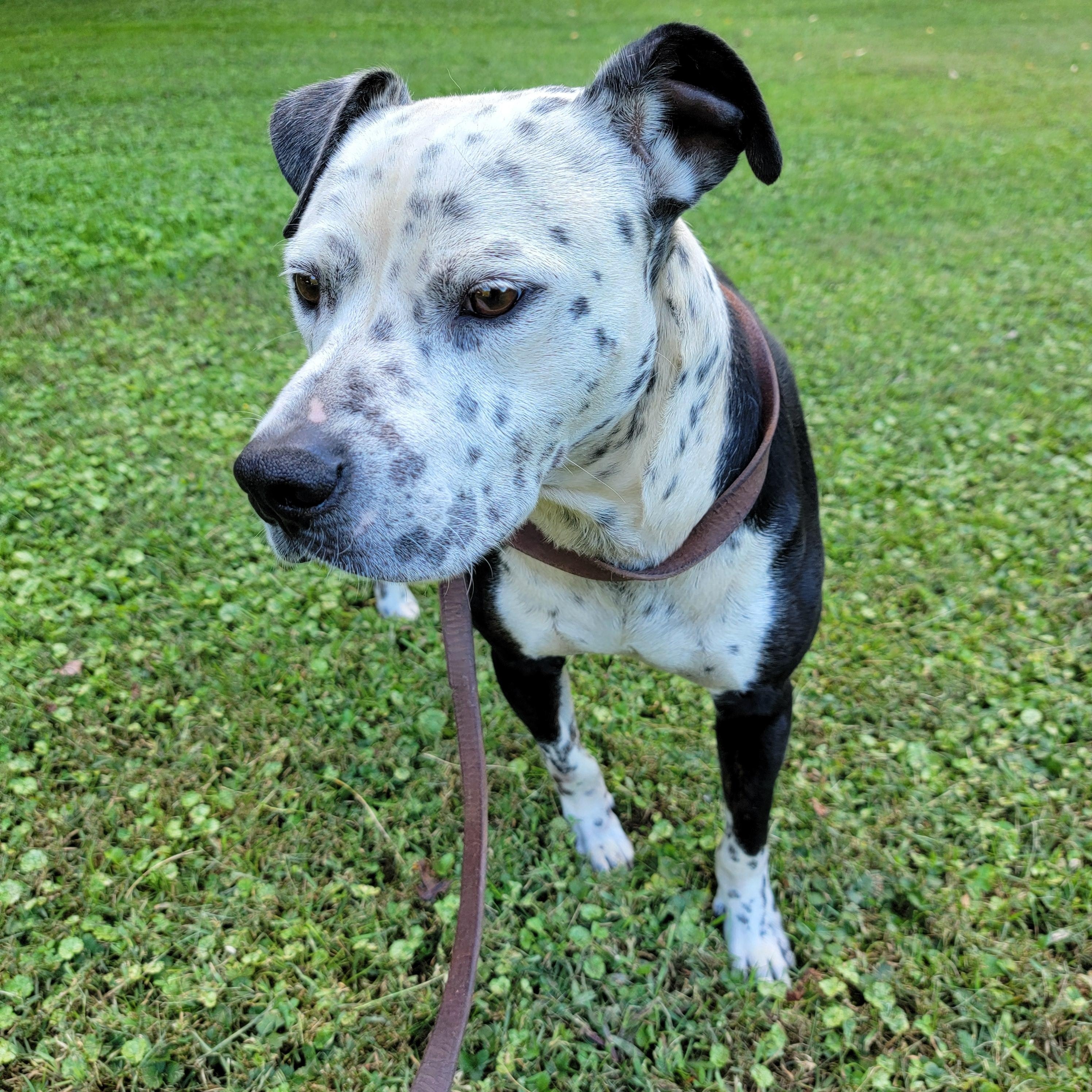 Diesel, Adoptable, Adult Male American Staffordshire Terrier & Dalmatian.