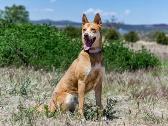 DACEY, Adoptable, Young Female Mixed Breed.