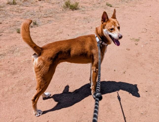 DACEY, Adoptable, Young Female Mixed Breed.
