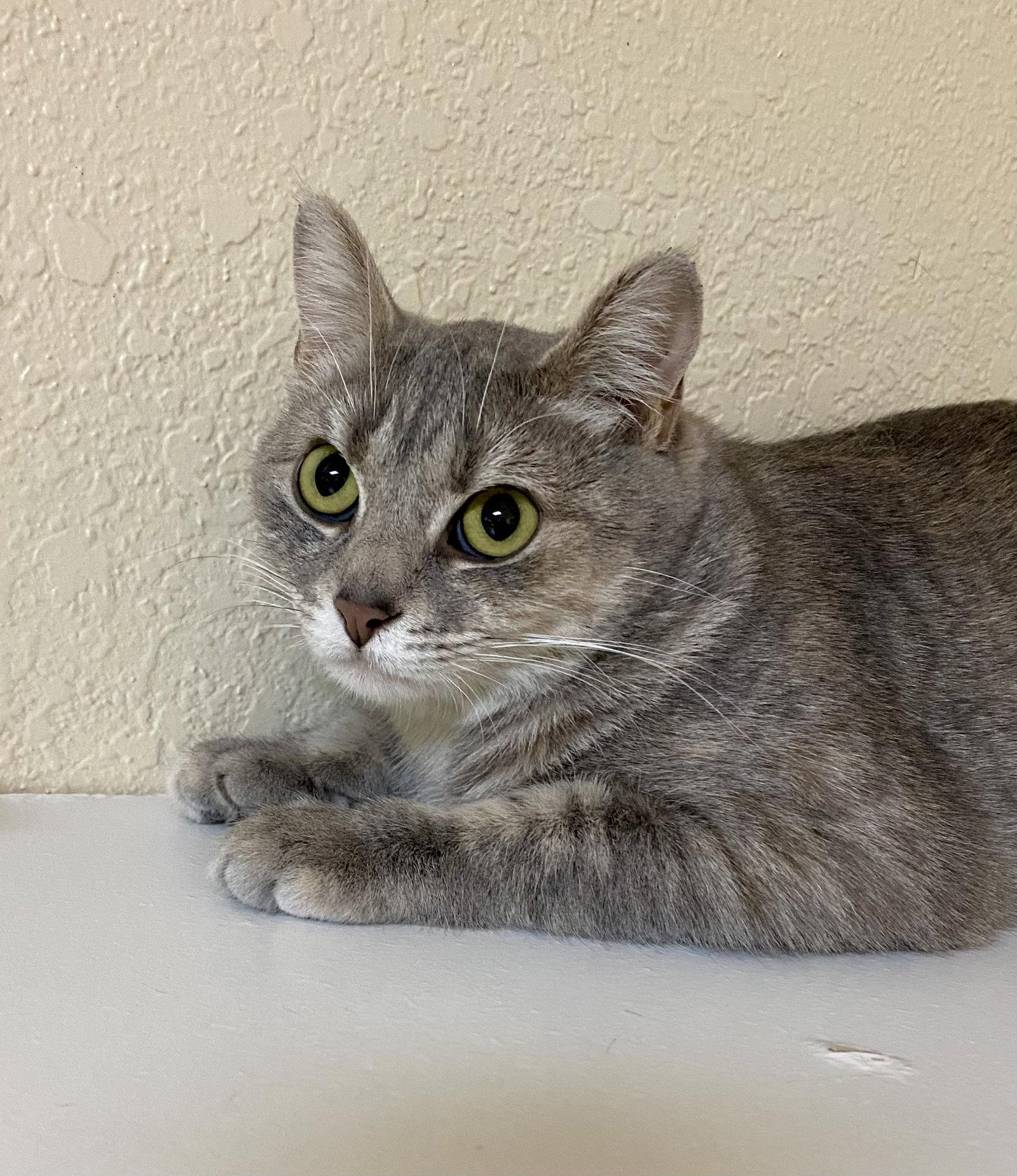 Enlarge Mama, a Adopted mixed breed in Fargo, ND image 1/1