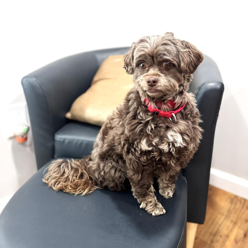 Reese — thumbnail 6