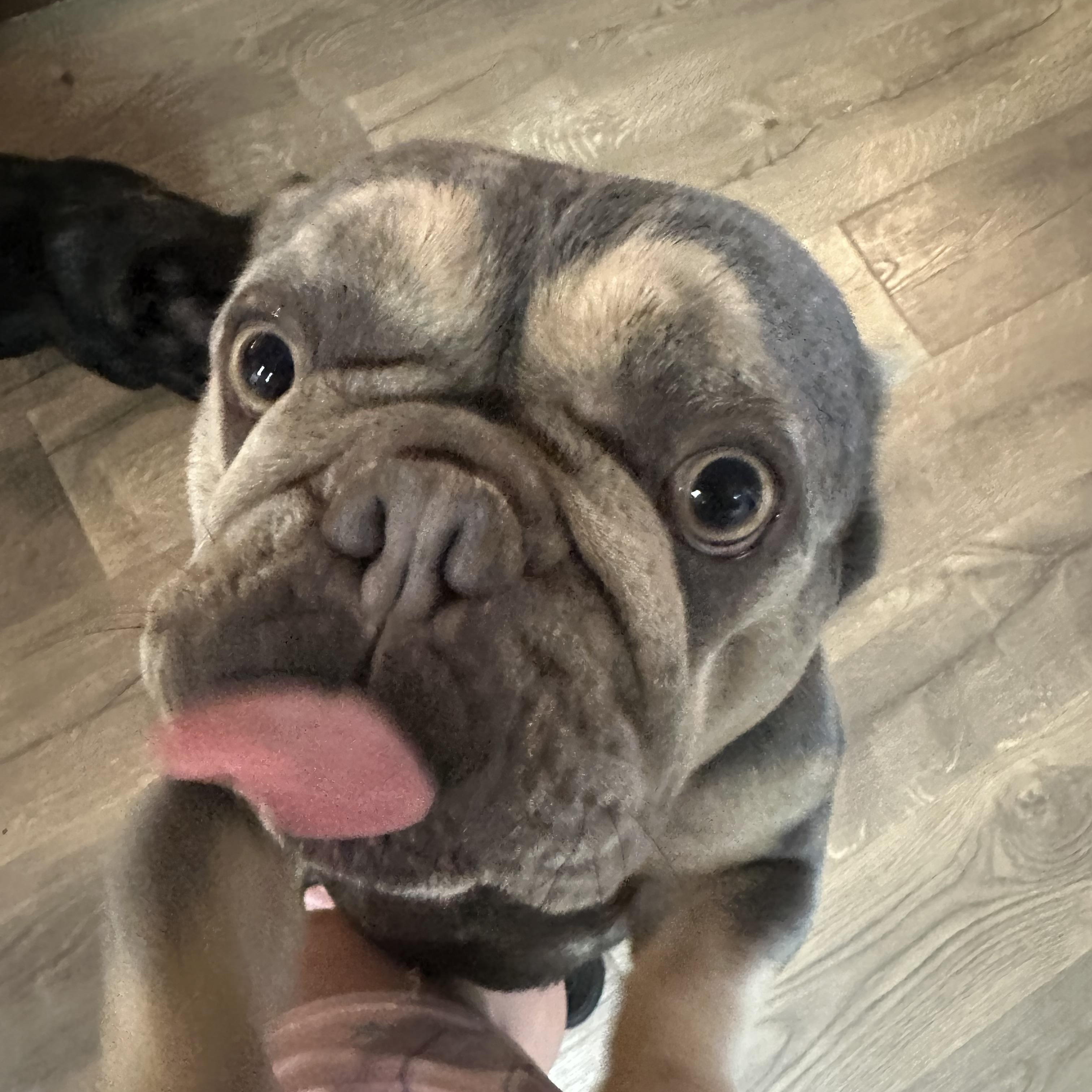 Enlarge Winston, an adopted French Bulldog in modesto, CA image 2/2