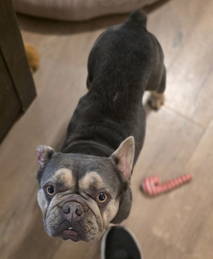 Enlarge Winston, an adopted French Bulldog in modesto, CA image 1/2