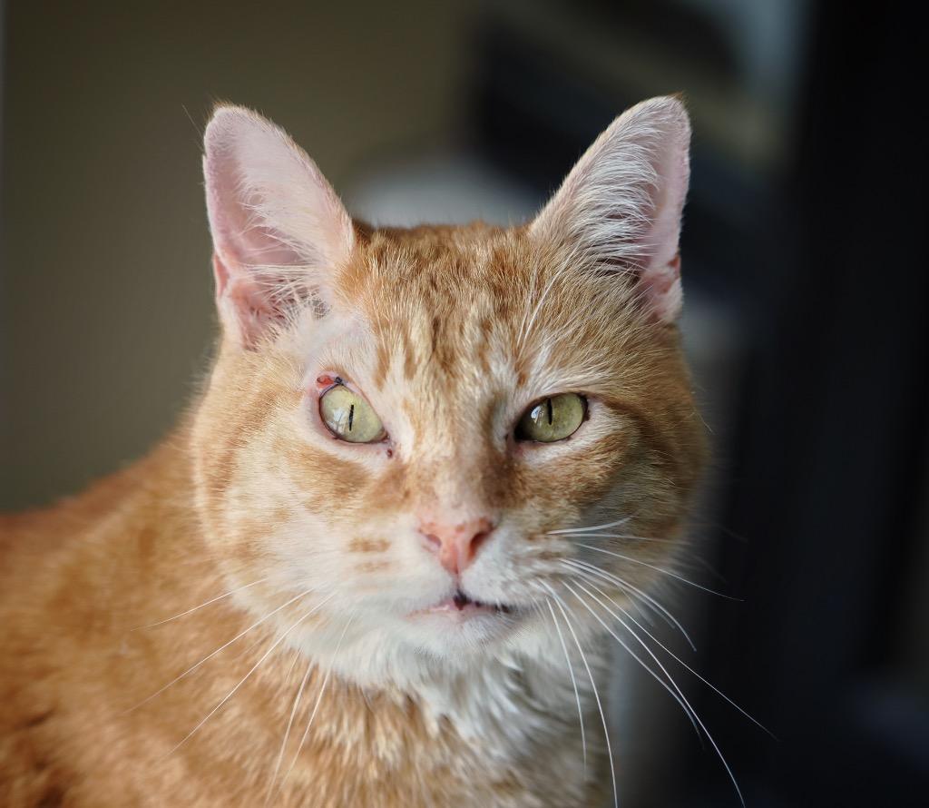 Elf on The Shelf, Adoptable, Senior Male Domestic Short Hair.