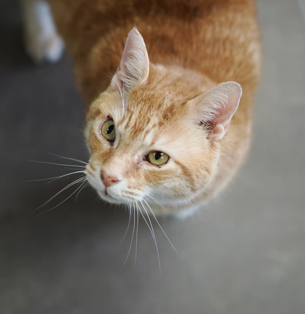 Elf on The Shelf, a Adoptable mixed breed in Cincinnati, OH image 4/5