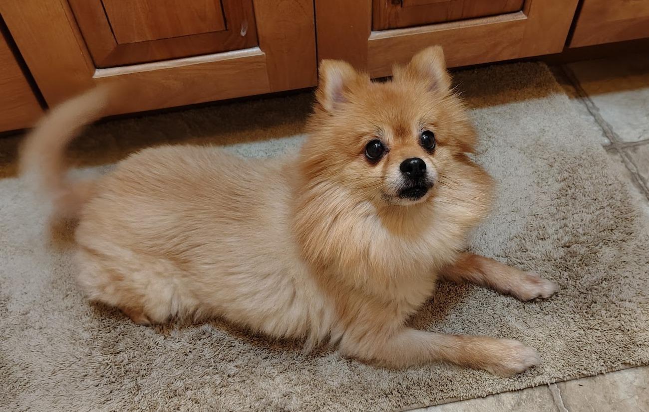 Enlarge Molly, an adopted Pomeranian in Roseville, CA image 1/2
