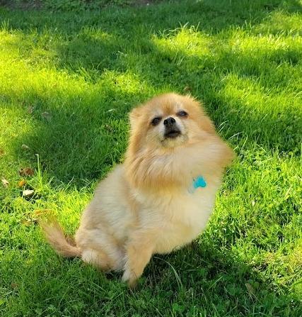 Molly, adopted, Adult Female Pomeranian.