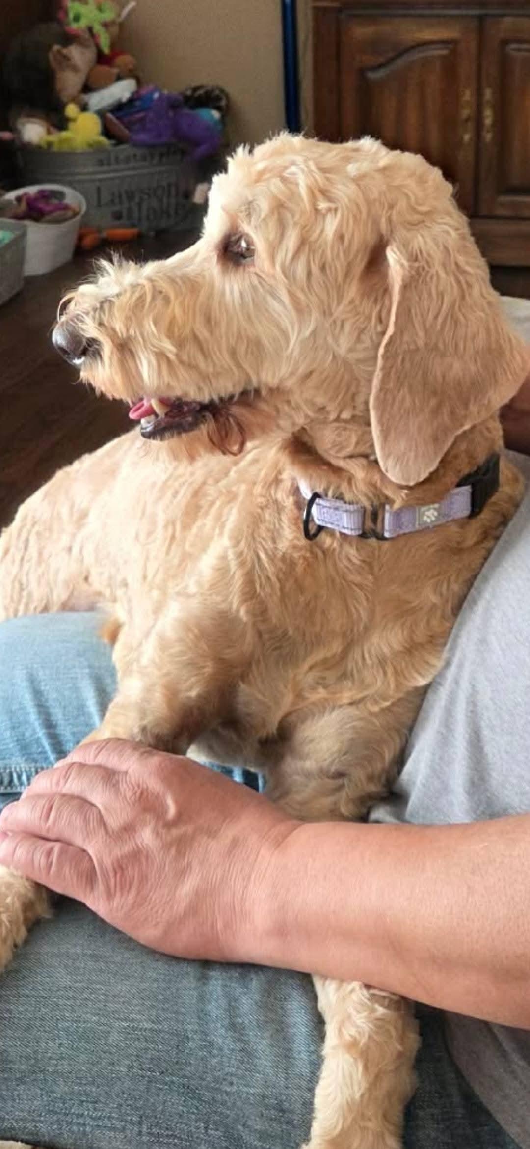 Enlarge CAMILA   $375, a ADOPTABLE mixed breed in Milwaukee, WI image 3/4