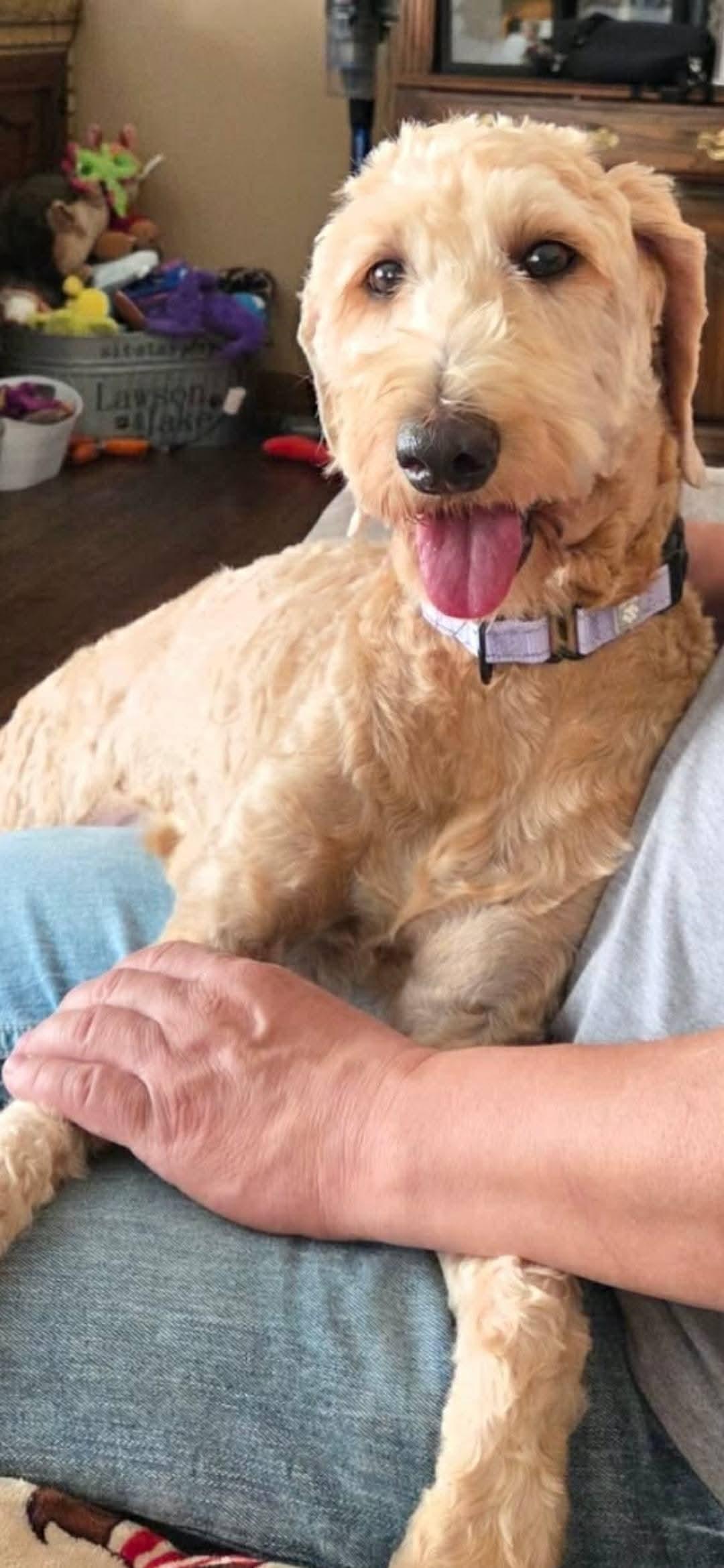 Enlarge CAMILA   $375, a ADOPTABLE mixed breed in Milwaukee, WI image 1/4