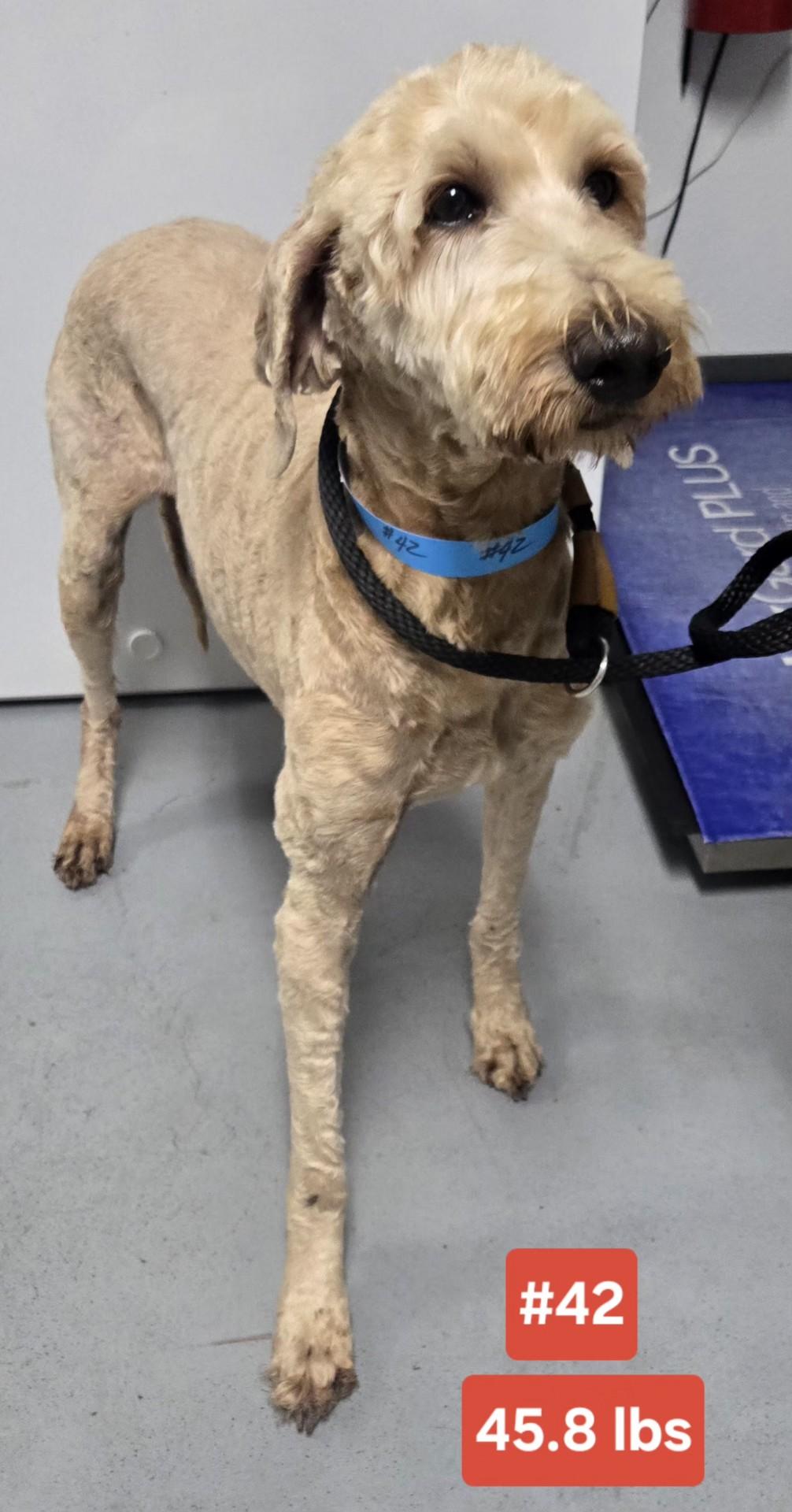 Enlarge CAMILA   $375, a ADOPTABLE mixed breed in Milwaukee, WI image 2/4