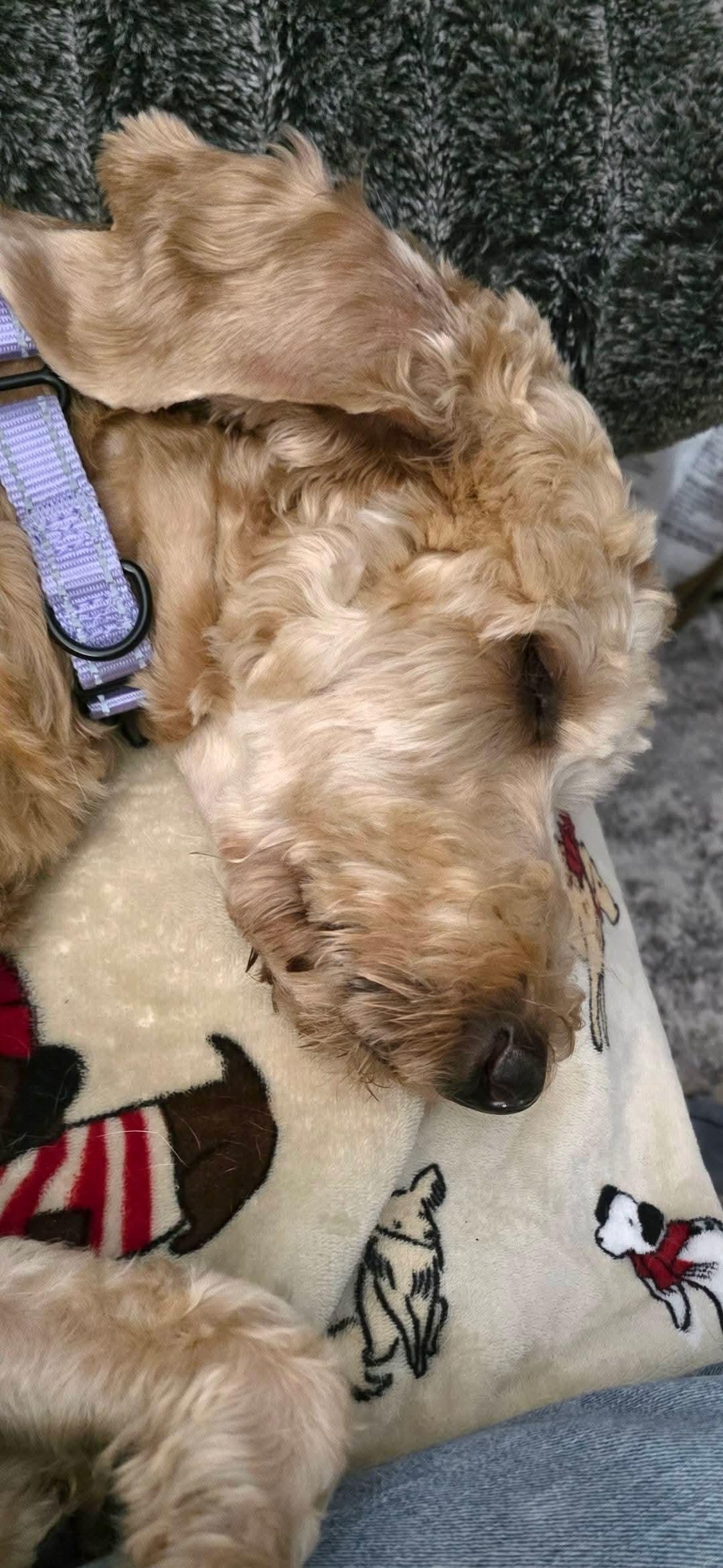 Enlarge CAMILA   $375, a ADOPTABLE mixed breed in Milwaukee, WI image 4/4