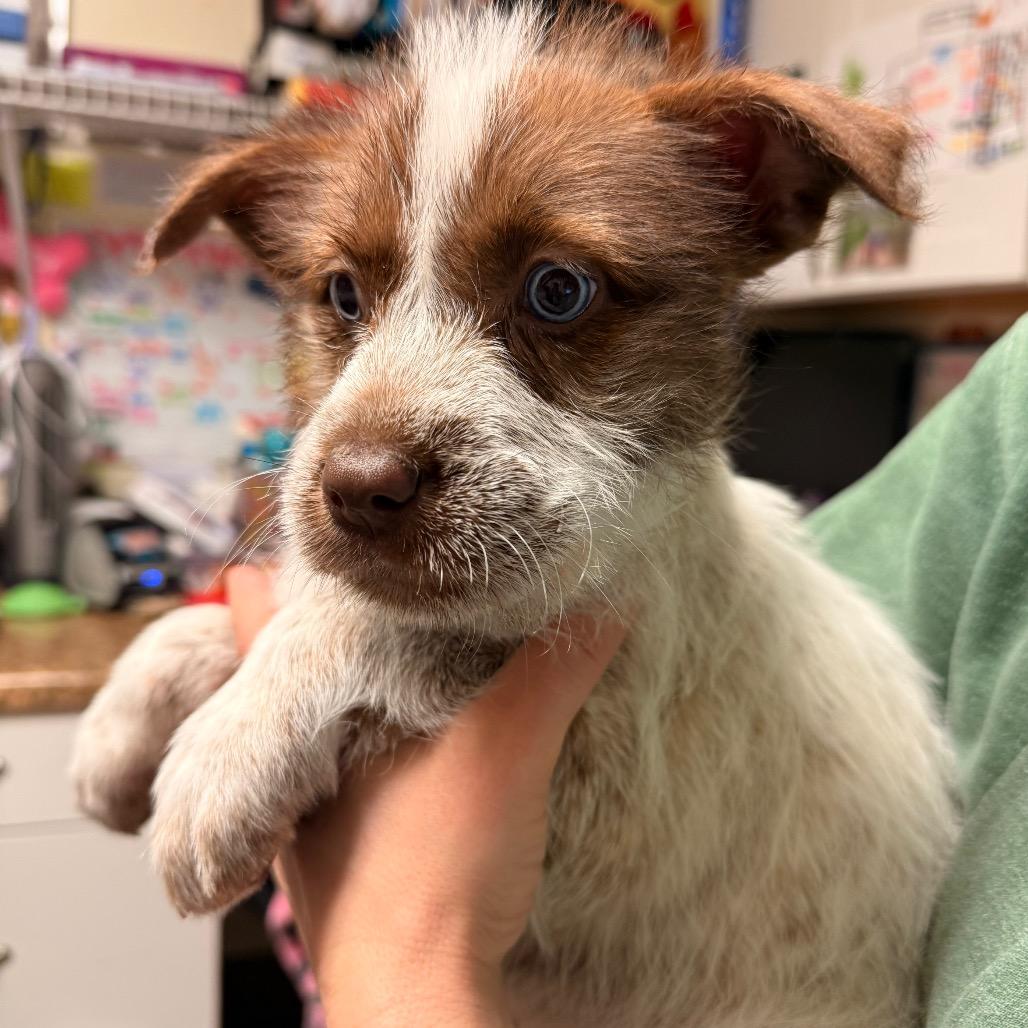 Penny, Adoptable, Puppy Female Mixed Breed.