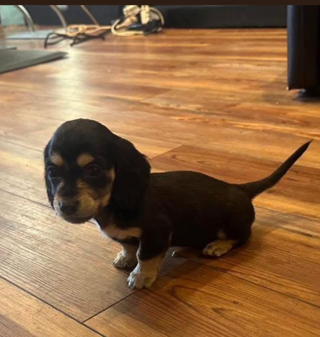 Enlarge Garbonzo, an adopted Dachshund (Long Haired) in Penryn, CA image 1/1