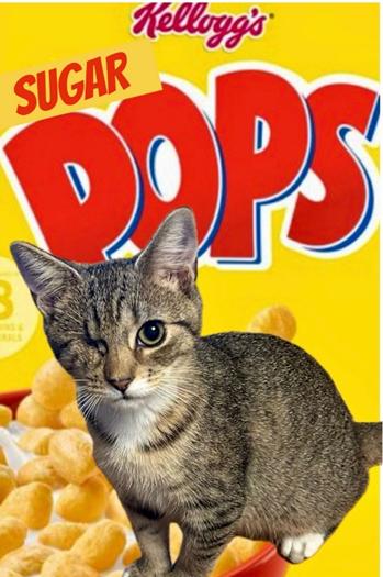 SugarPop, Adoptable, Young Female Domestic Short Hair.