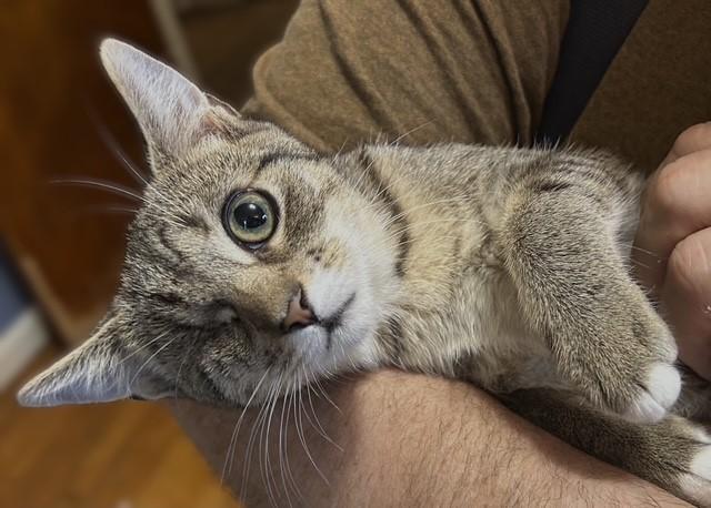 SugarPop, a Adoptable Domestic Short Hair in Pottstown, PA image 2/3