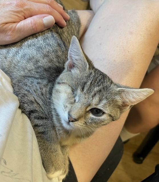 SugarPop, a Adoptable Domestic Short Hair in Pottstown, PA image 3/3