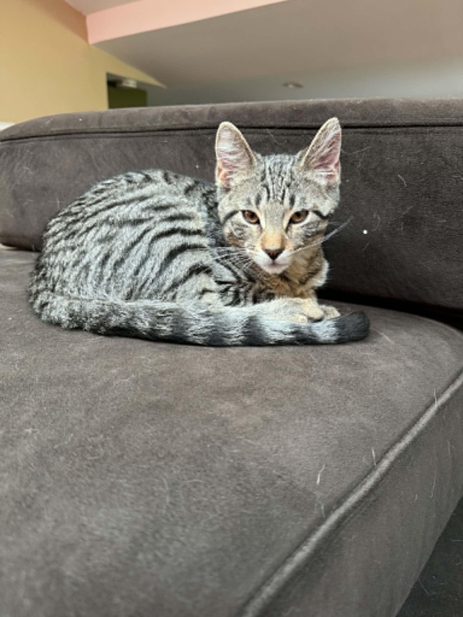 Pita, a ADOPTABLE Domestic Short Hair in Fulton, NY image 2/6