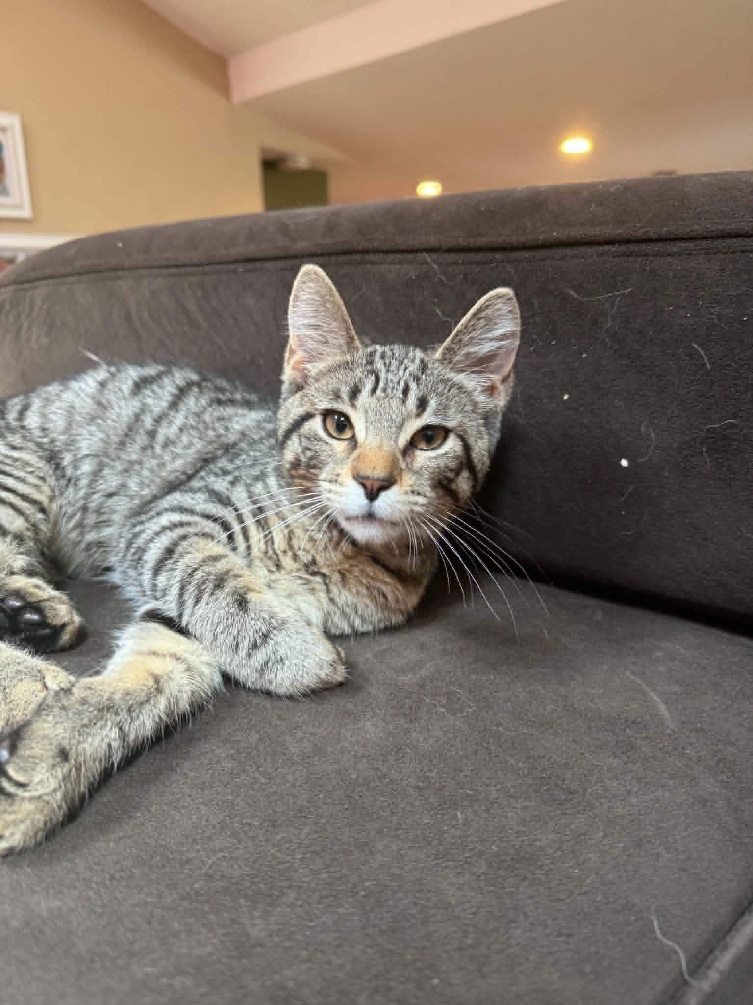 Pita, a ADOPTABLE Domestic Short Hair in Fulton, NY image 6/6