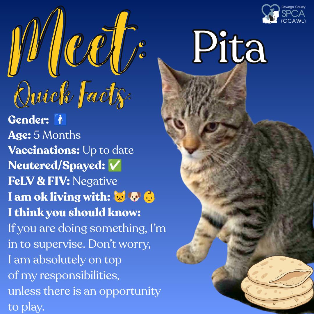 Pita, a ADOPTABLE Domestic Short Hair in Fulton, NY image 1/6