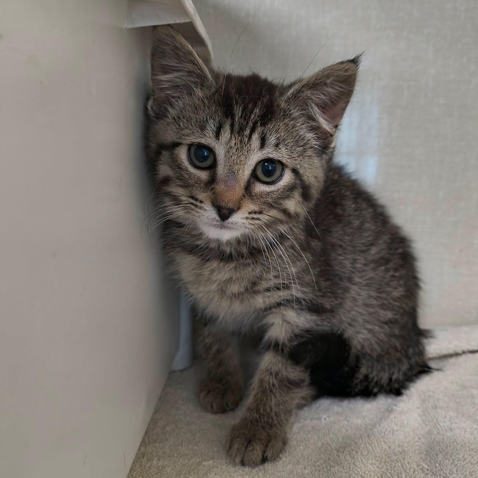 Zoey, adopted, Kitten Female Domestic Short Hair.