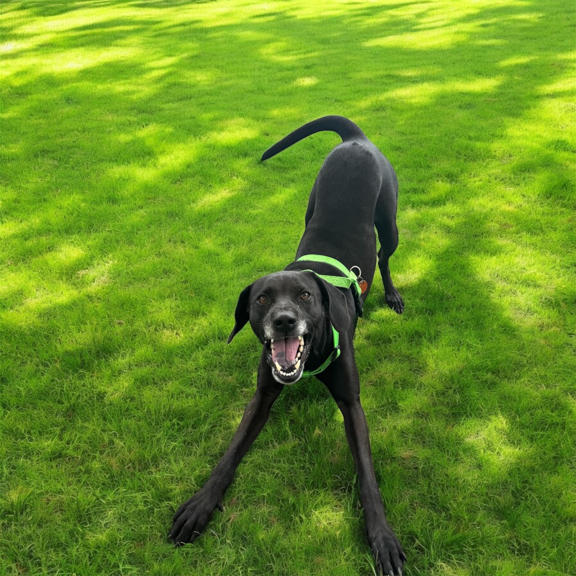 Lola