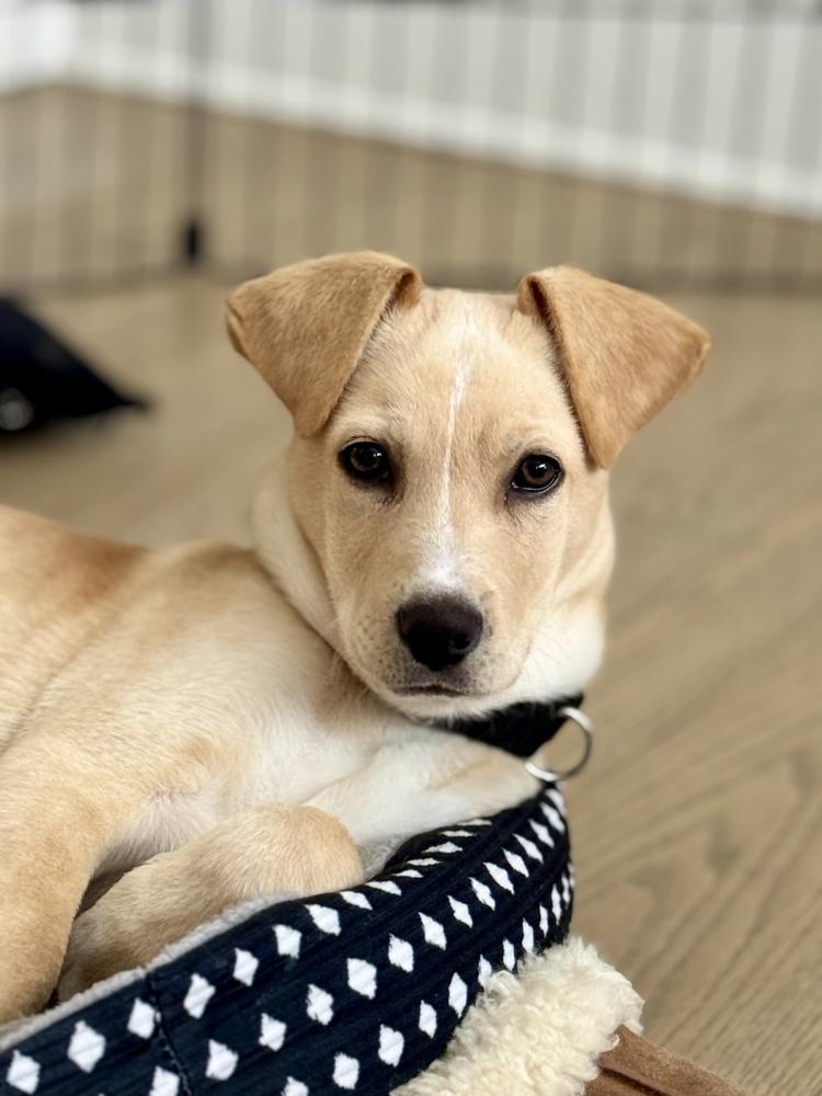 Jack, Adoptable, Puppy Male Labrador Retriever & Hound.