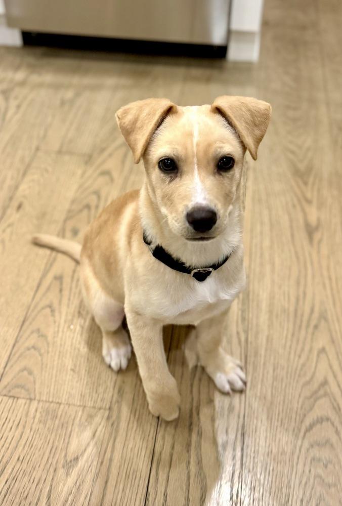 Enlarge Jack, a Adoptable mixed breed in Greenlawn, NY image 2/6