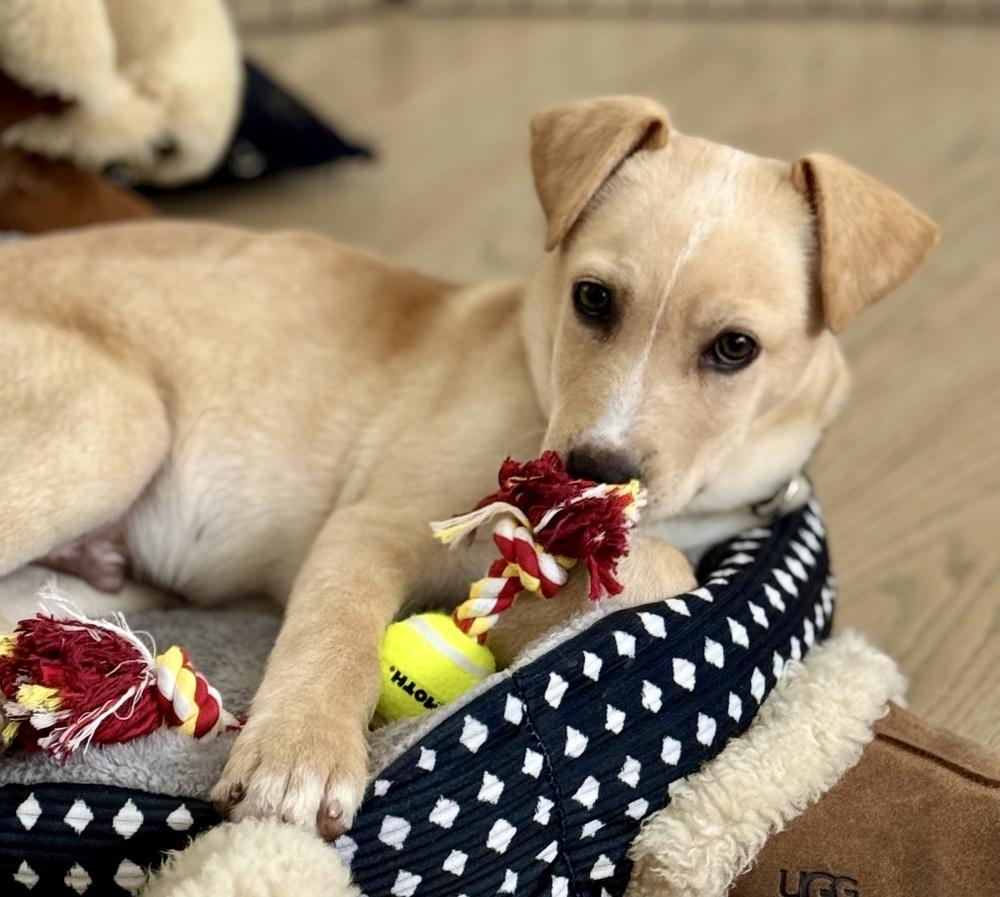 Enlarge Jack, a Adoptable mixed breed in Greenlawn, NY image 4/6