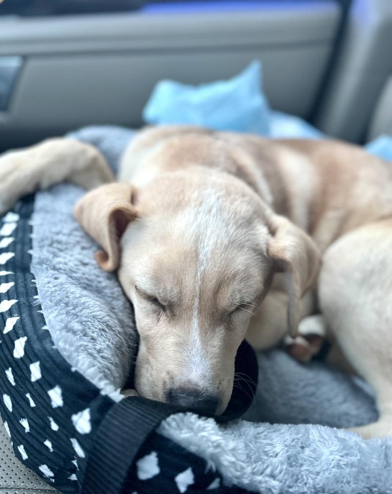 Enlarge Jack, a Adoptable mixed breed in Greenlawn, NY image 5/6