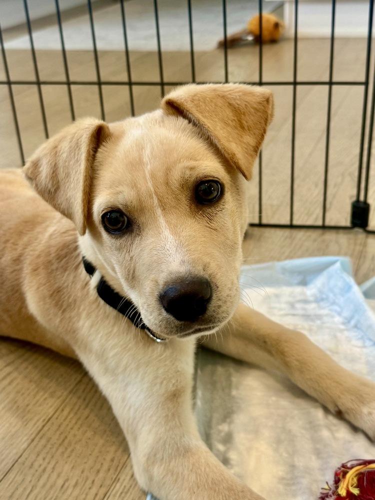 Enlarge Jack, a Adoptable mixed breed in Greenlawn, NY image 6/6