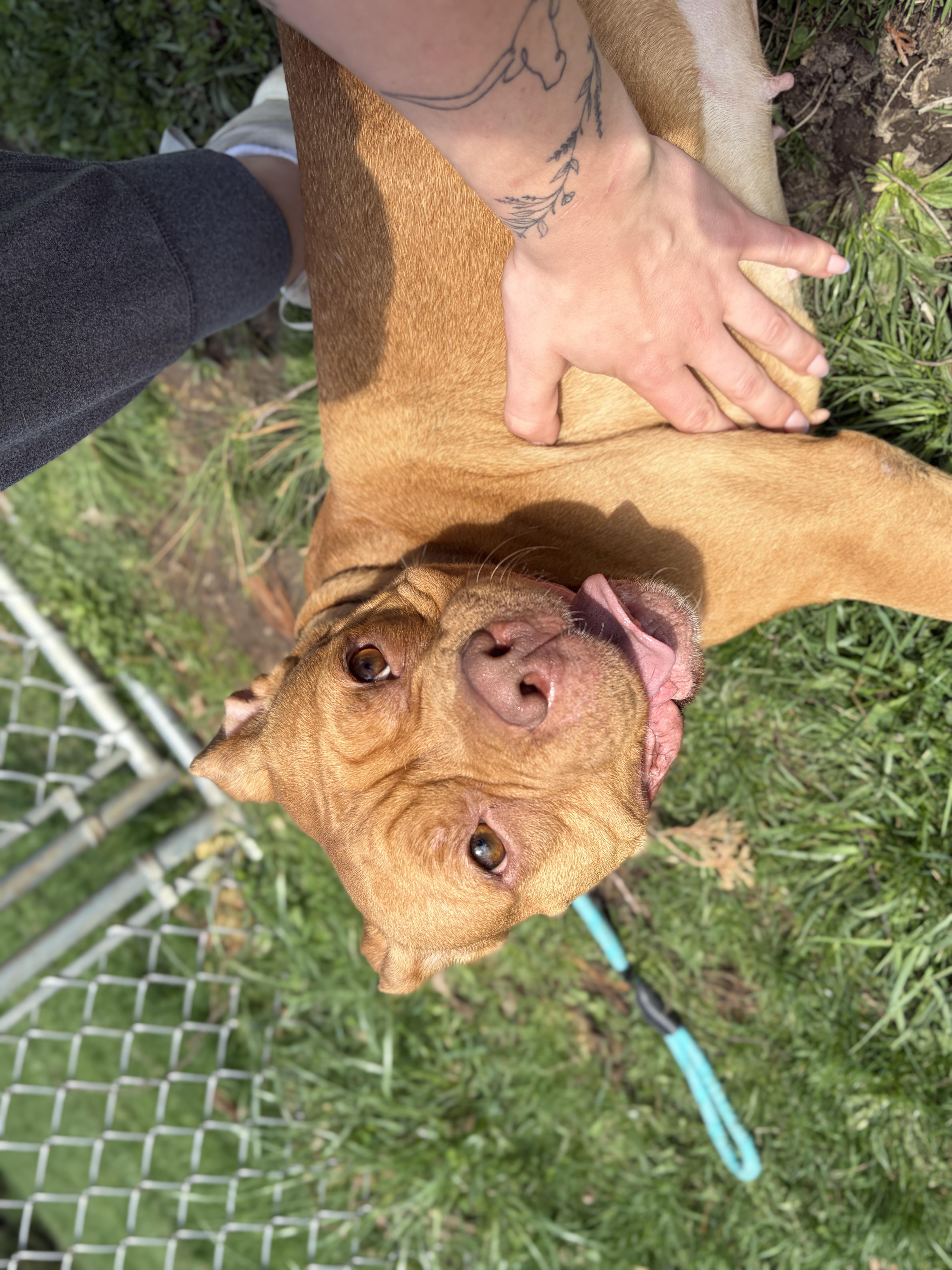 Enlarge DeDe, a ADOPTABLE mixed breed in Jefferson, WI image 4/4