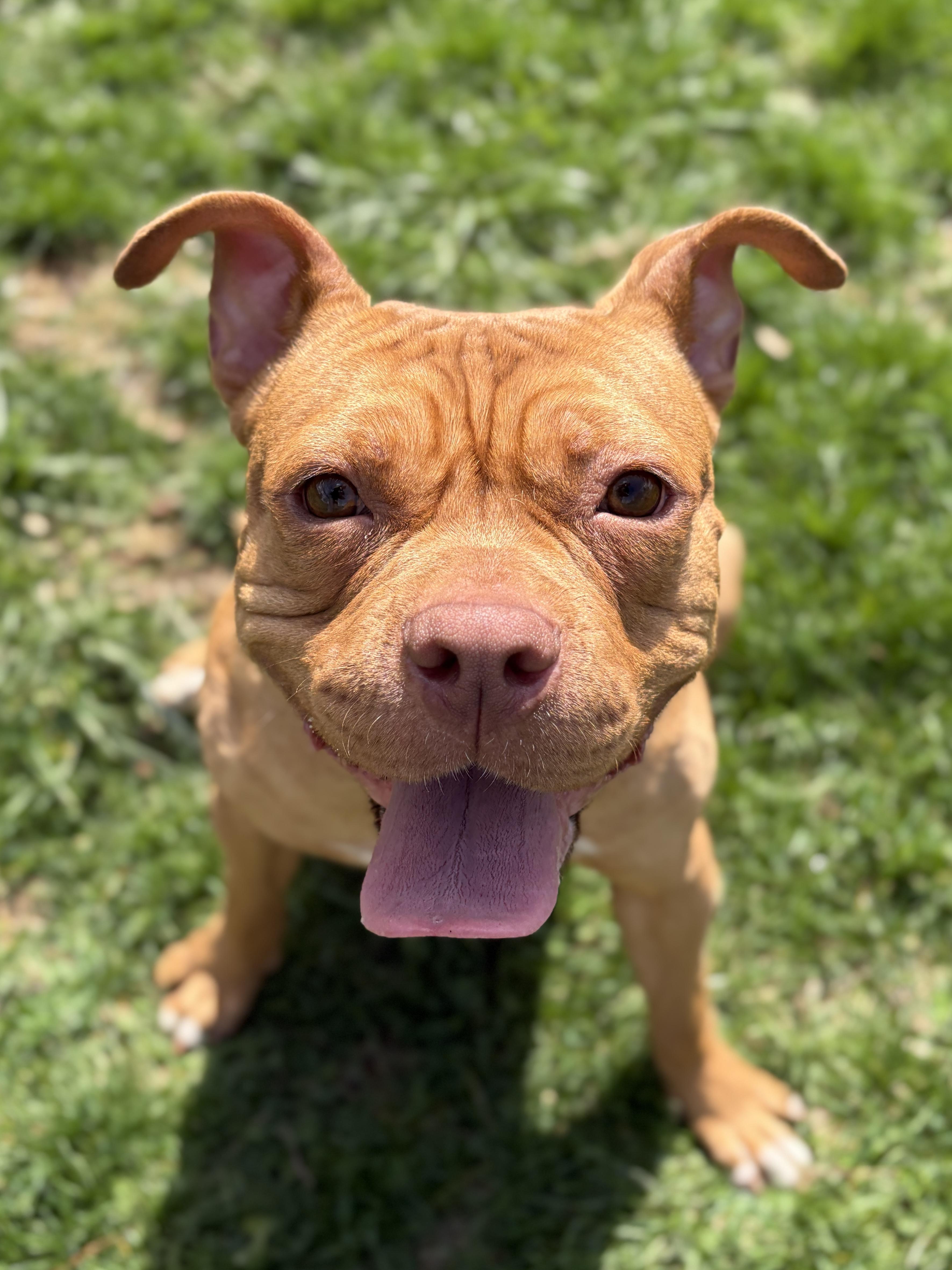 Enlarge DeDe, a ADOPTABLE mixed breed in Jefferson, WI image 2/4