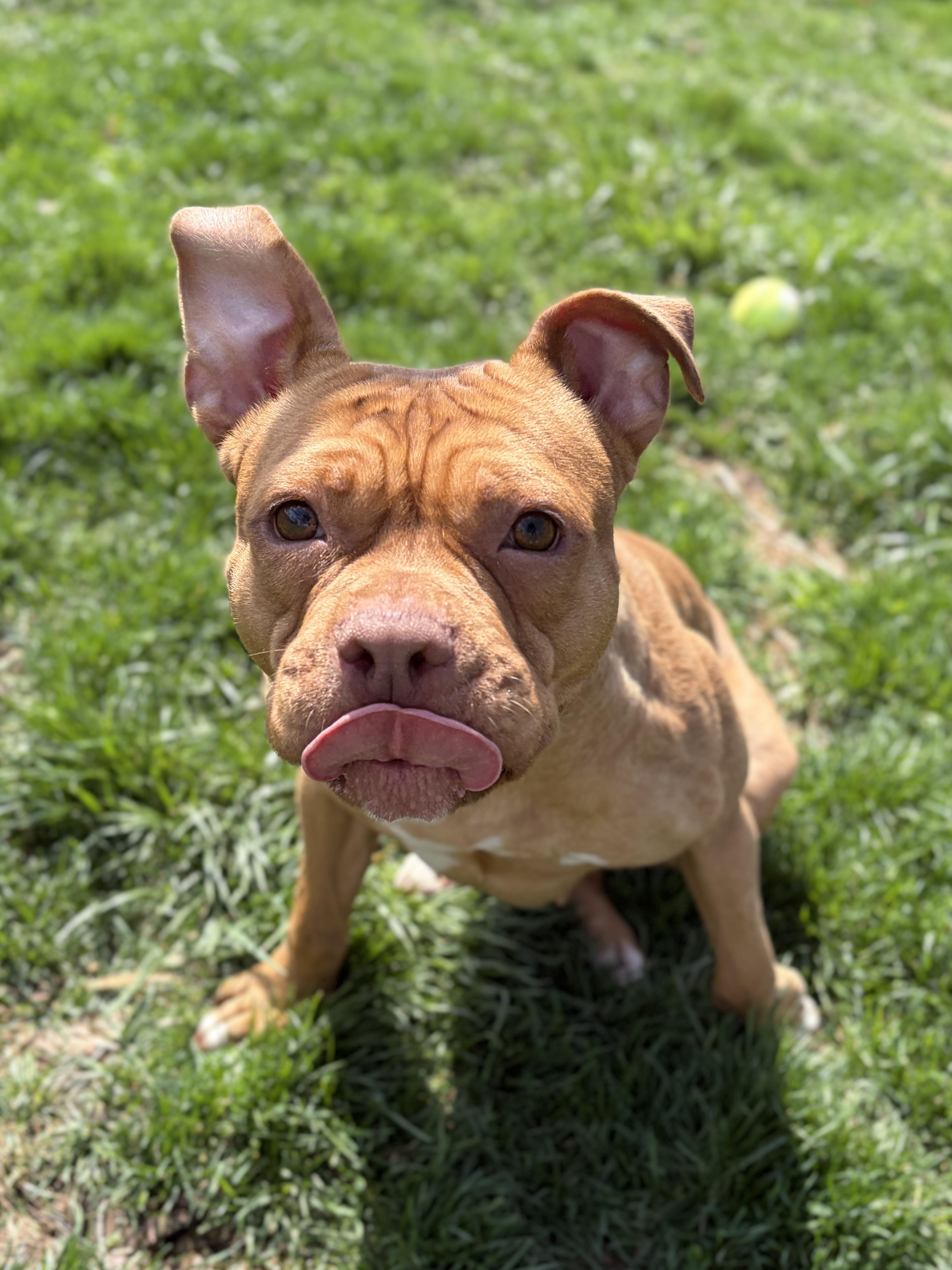 Enlarge DeDe, a ADOPTABLE mixed breed in Jefferson, WI image 3/4