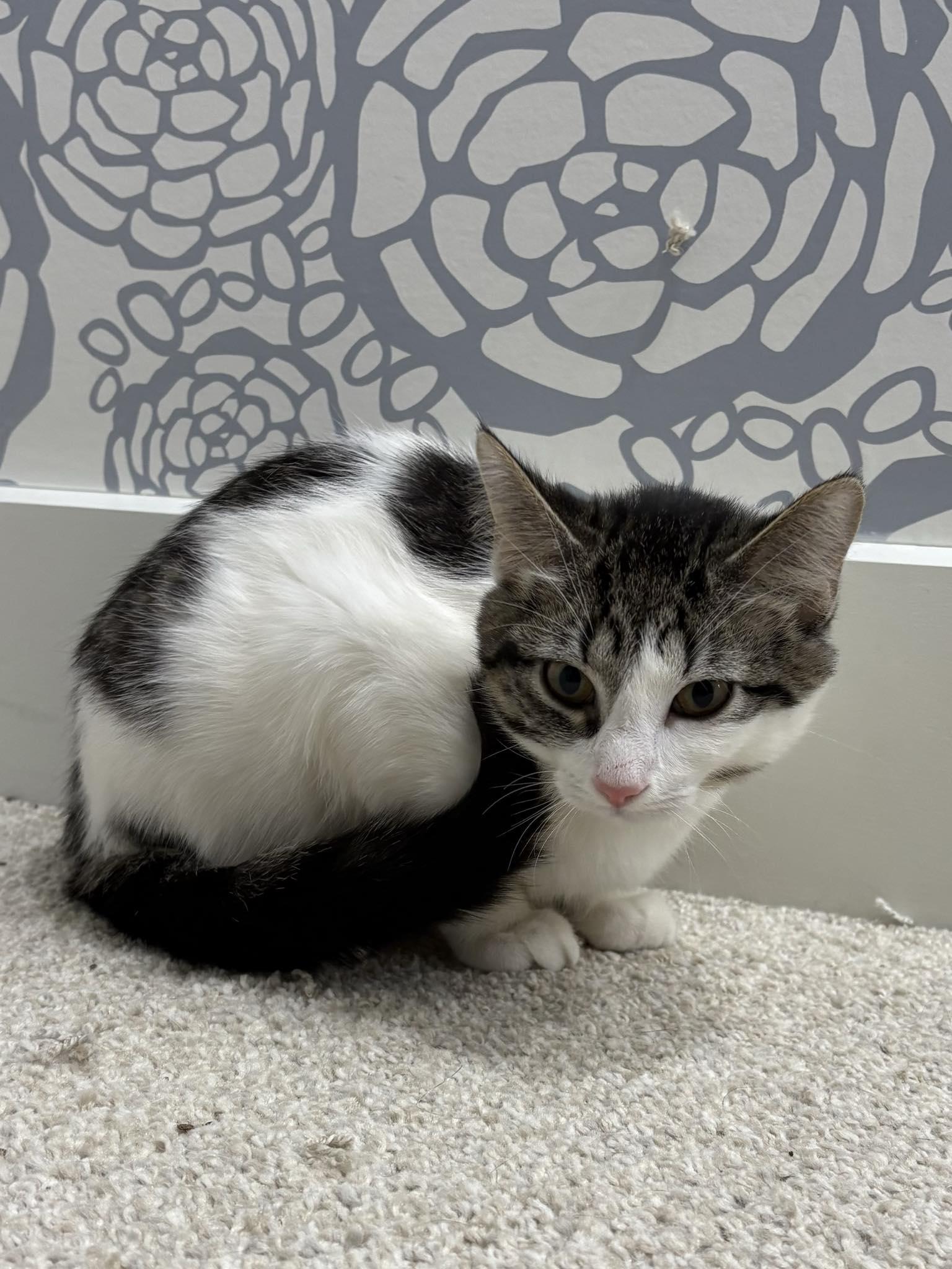 Nutcracker, ADOPTABLE, Kitten Female Domestic Short Hair.